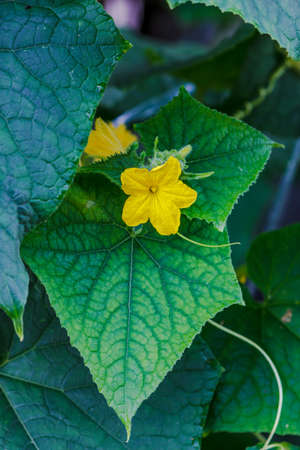 Cucumber Flower in a gardenの写真素材