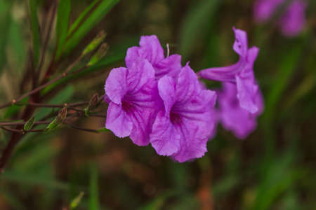 Wild penucias (Ruellia squarrosa Fenzi Cufod)の写真素材