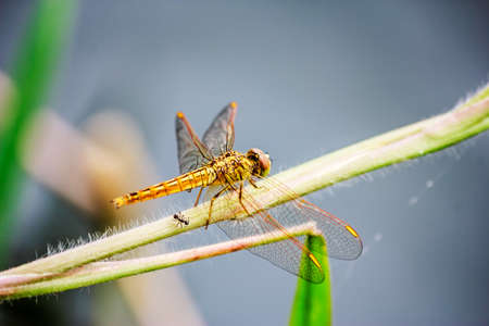 Dragonfly on a backgroundの写真素材