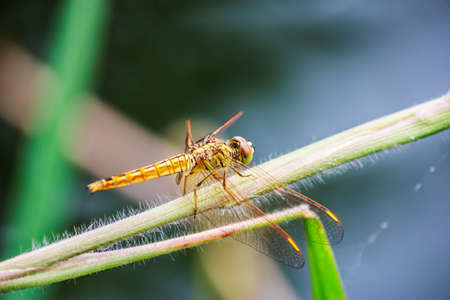 Dragonfly on a backgroundの写真素材
