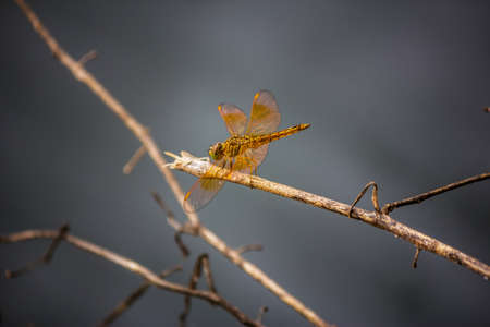 Dragonfly on a backgroundの写真素材