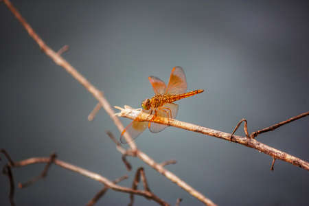 Dragonfly on a backgroundの写真素材