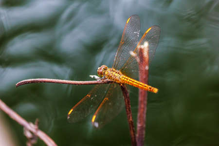 Dragonfly on a backgroundの写真素材