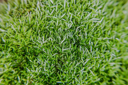 Green Mossyの写真素材