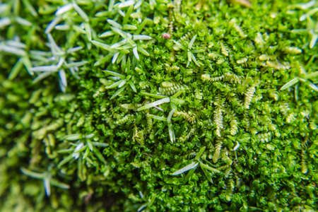 Green Mossyの写真素材