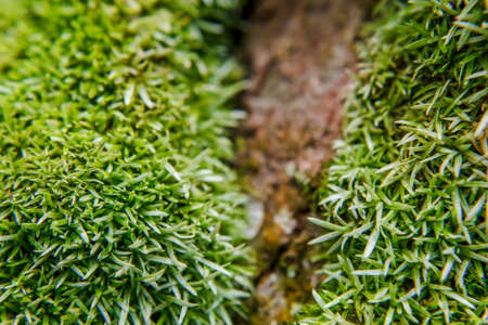 Green Mossyの写真素材