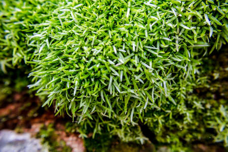 Green Mossyの写真素材