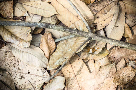 Background of autumn leaves on forest floorの写真素材