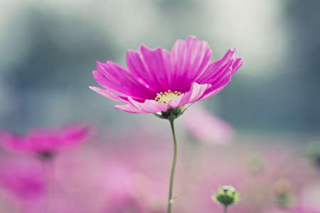 Vintage Cosmos flowersの写真素材