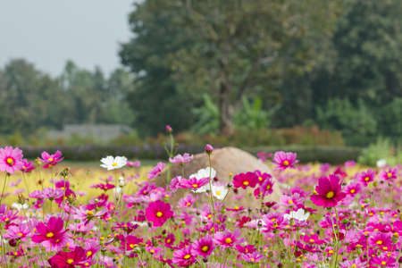 Cosmos flower in fieldの写真素材