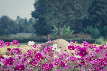Cosmos flower in field