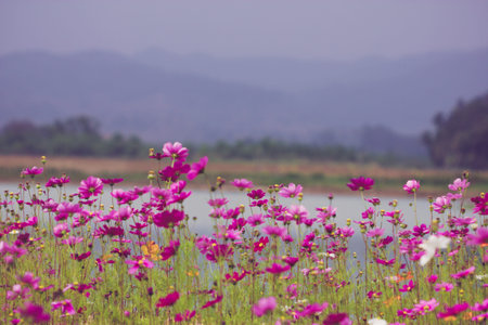 Cosmos flower in field