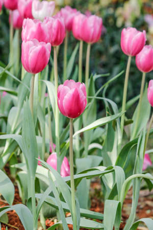 tulips in the fieldの写真素材