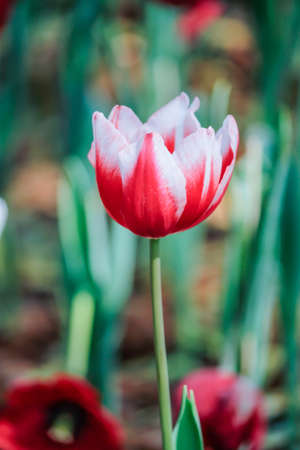 Tulip flowerの写真素材