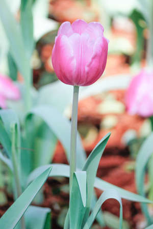 Tulip flowerの写真素材