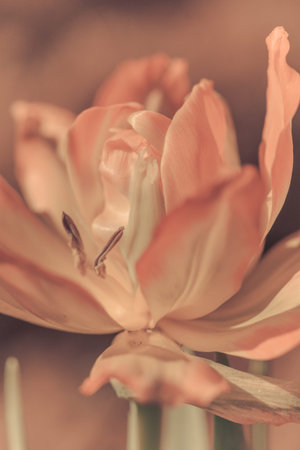 Closeup photo of   tulip core, abstract floral background