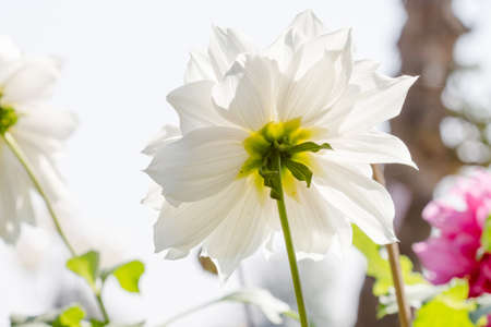 beautiful dahlia flowerの写真素材