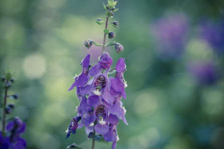 Purple flower in the gardenの写真素材