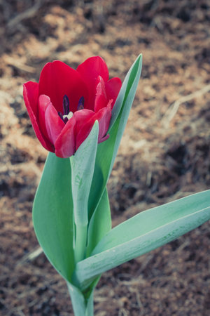 Tulip colorful flowers garden in spring