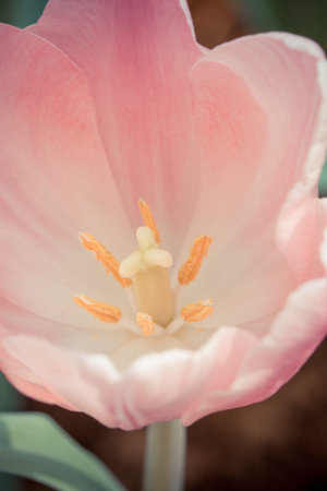 Coldup pink Colored Tulip Flower
