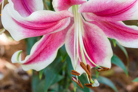Pink lily flower closeupの写真素材