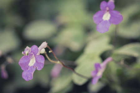 Flowers in the gardenの写真素材