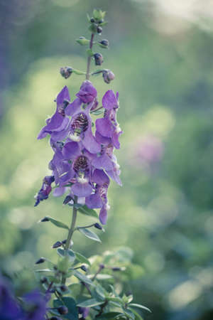 Purple flower in the gardenの写真素材