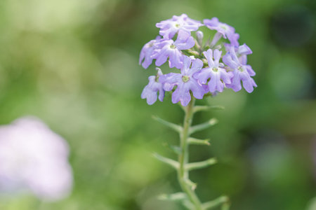 Flowers in the garden