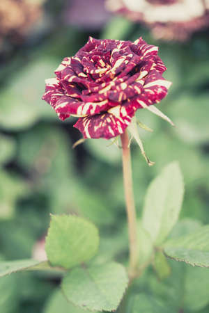 Beautiful rose in a gardenの写真素材