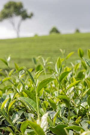 Green tea bud and fresh leaves  Tea plantations の写真素材