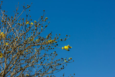 tree branches against clear blue sky background 