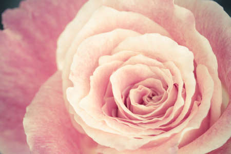 Close up view of a beautiful rose  vintage flowerの写真素材