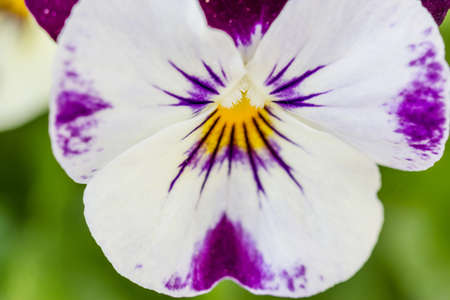 Close-up shot of beautiful violet purple pansy flowersの写真素材