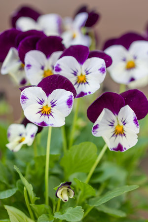 Colorful and vibrant pansy flowers