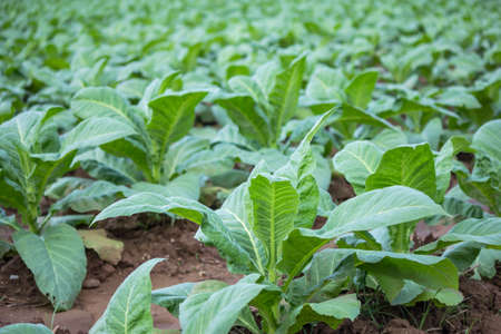 Tobacco plantationの写真素材