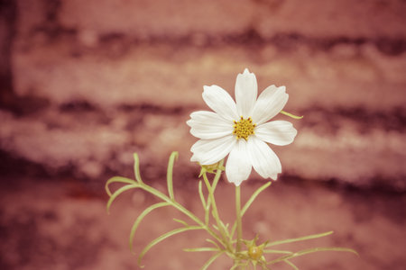 vintage Cosmos flowers