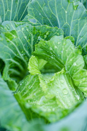 A head of cabbage  close-up of fresh cabbage in the vegetable garden