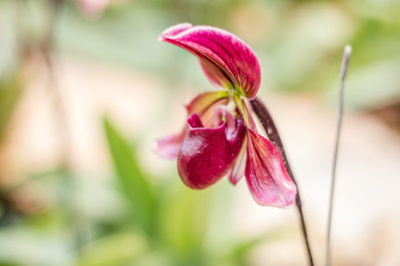 Close up of ladyの写真素材