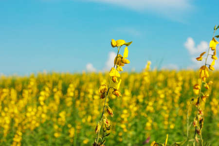 sunhemp flower in farmの写真素材
