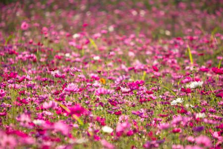 cosmos flowersの写真素材