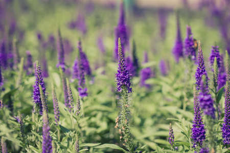 Royal Candles Veronica.Purple Summer Flowers.Close up of Beautiful Purpleの写真素材