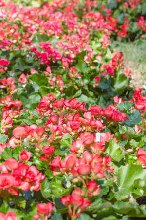 Numerous bright pink flowers of tuberous begonias (Begonia tuberhybrida)の写真素材