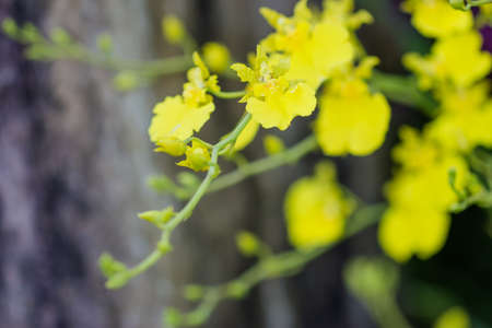 Colorful orchids and ornamental plants in the gardenの写真素材