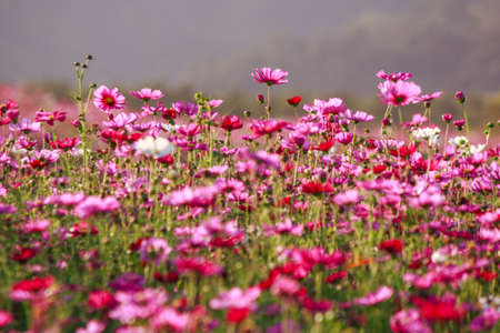 cosmos flowersの写真素材
