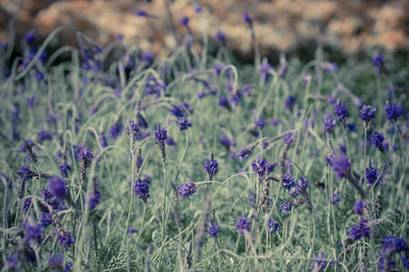 This photograph represent detail of a lavender fieldの写真素材