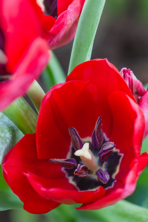 tulips in spring sun,Colorful tulips in the park,beautiful tulips field in spring timeの写真素材