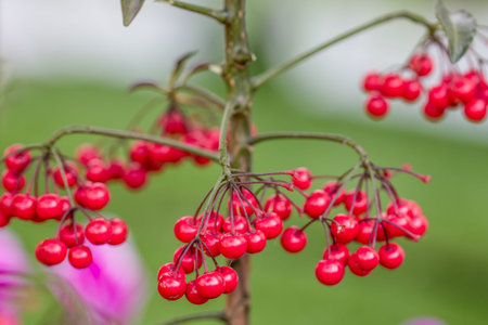 Closeup image of red berries. red fruits in autumn,Berries of red viburnumの写真素材