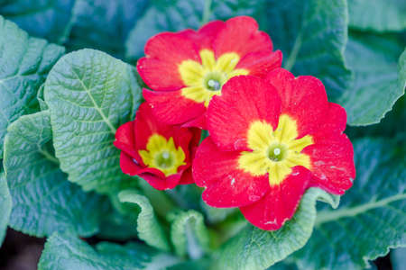 red primula flowers with green leavesの写真素材