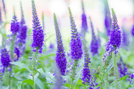 Royal Candles Veronica.Purple Summer Flowers.Close up of Beautiful Purple