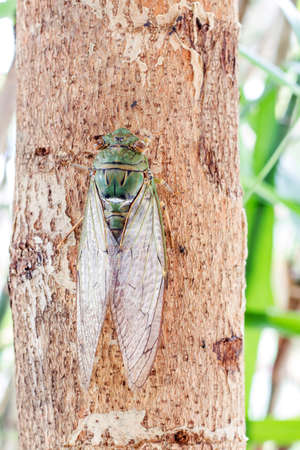 Cicada insect  on tree close upの写真素材